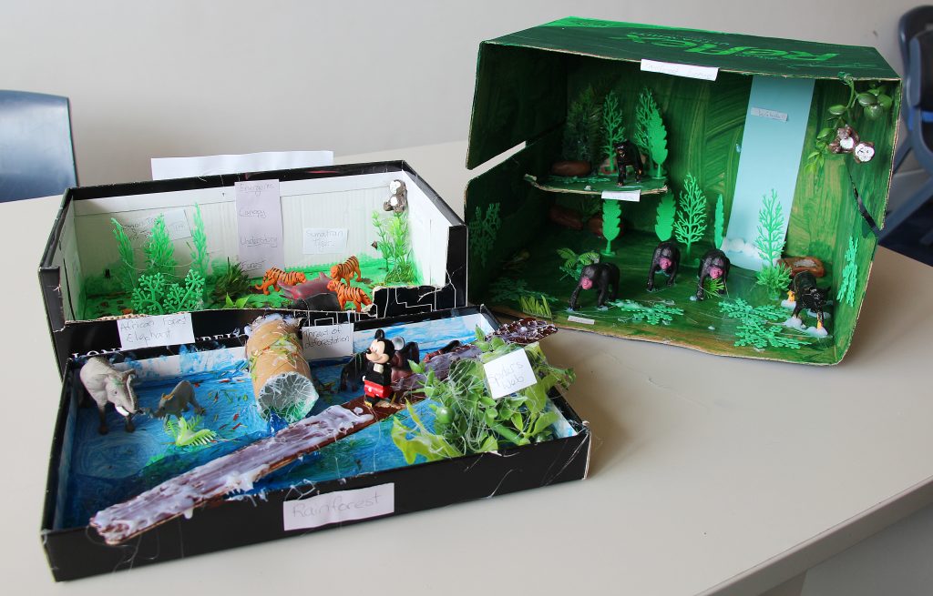DIY  3D  Tropical Rain forest Biom Diorama 